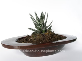 Haworthia haworthia, succulent house plant, haworthia indoors, haworthia care, growing haworthia