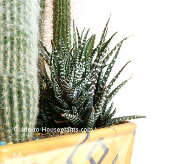 haworthia, haworthia care, growing haworthia indoors, haworthia houseplant, succulent dish garden