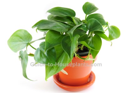 heartleaf philodendron
