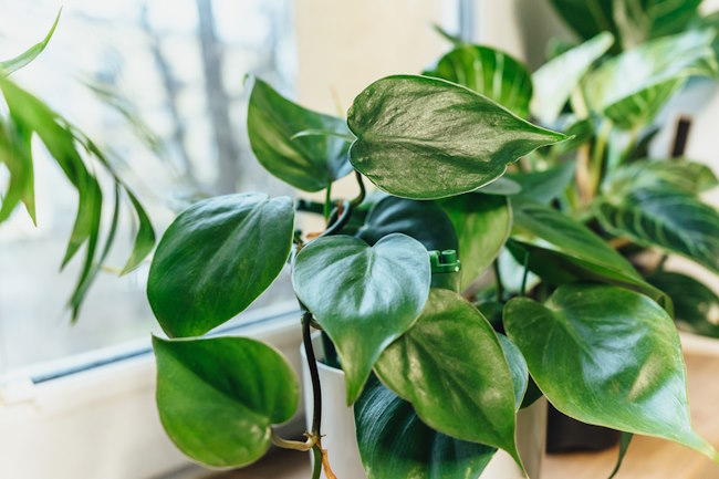 Heartleaf Philodendron, office plant