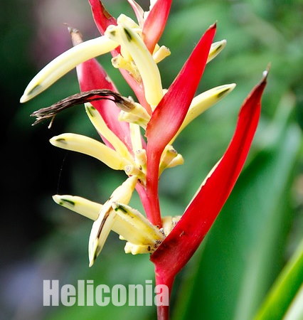 Heliconia Psittacorum Flower heliconia psittacorum