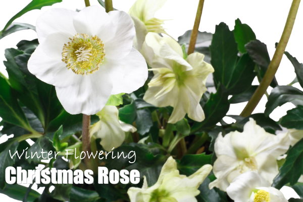Christmas Rose in Bloom hellebore, christmas rose, winter flowering plants
