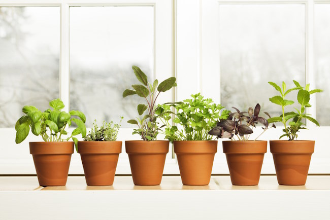 Herbs Growing in Window indoor herb gardens, growing herbs indoors, window herb garden