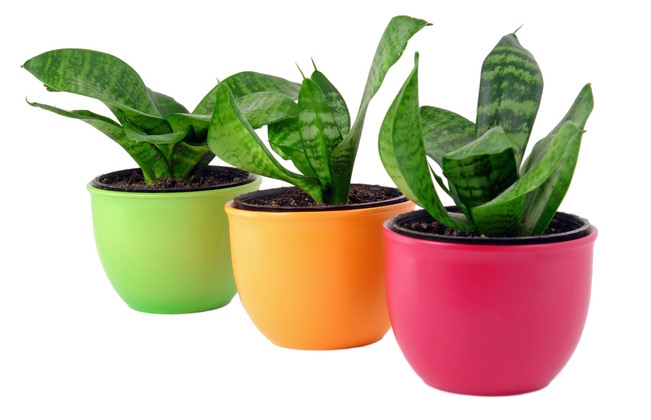 house plant pots, indoor planters