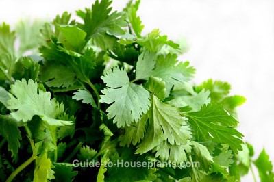 how to grow cilantro, cilantro plant, growing cilantro