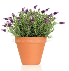 Growing Lavender Indoors - Lavender in Pot - Lavender Indoors.  Potted  lavender, Growing lavender indoors, Lavender potted plant