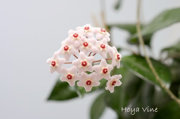 hoya, wax plant, perennial flowering vine, flowering houseplant