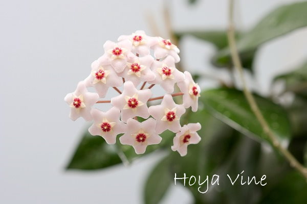 Hoya Carnosa Plant hoya vine, hoya carnosa, hanging plant