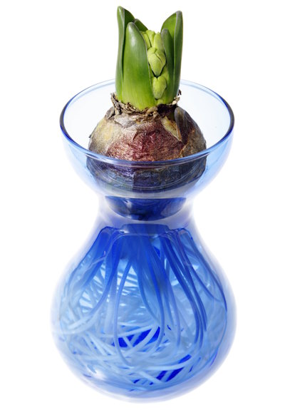 Hyacinth Bulb in Vase