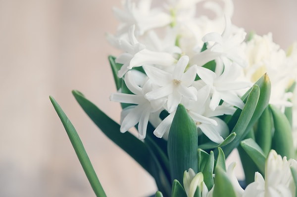 Hyacinth Flower How To Force Hyacinth Bulbs Indoors