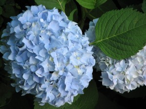 Cuidados de las hortensias, cultivo de hortensias, cómo cultivar hortensias