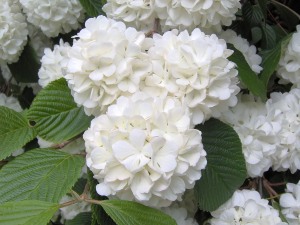 Cuidados de las hortensias, cultivo de hortensias, cómo cultivar hortensias