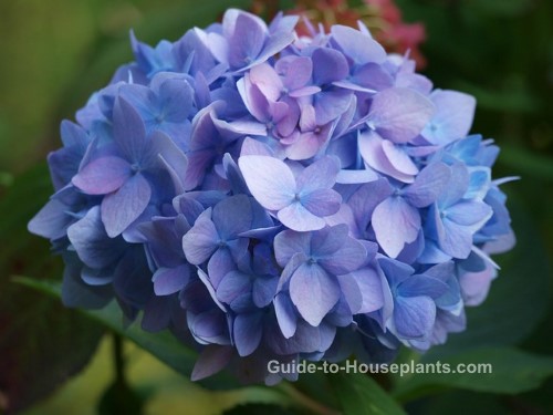 cuidados com hortênsias, hortênsias em crescimento, hortênsias mophead, hortênsias azuis