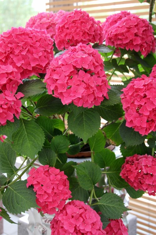 Cuidados de la hortensia, planta de interior de la hortensia, cultivo de la hortensia en el interior