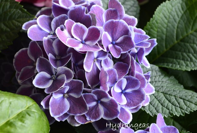 hydrangea care, growing hydrangeas, how to grow hydrangeas