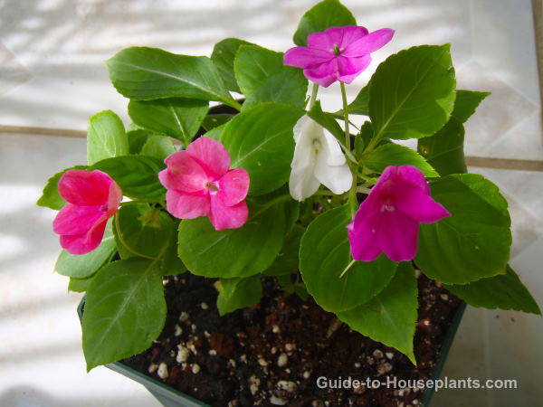 Impatiens