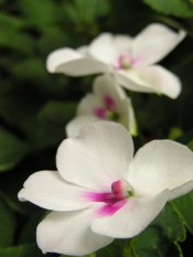 Impatiens Flowers impatiens flowers, growing impatiens, care for impatiens