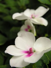 impatiens flowers, growing impatiens, care for impatiens