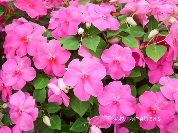Pink Impatiens impatiens flowers, pink impatiens