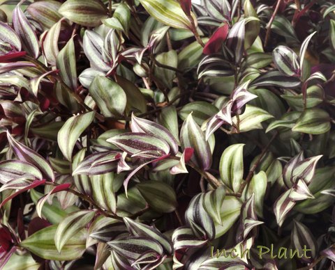 inch plant, tradescantia zebrina