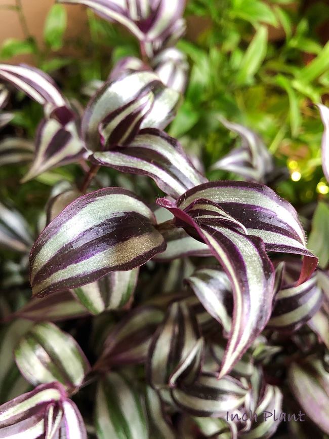 Plant Grow Tradescantia Zebrina a Houseplant