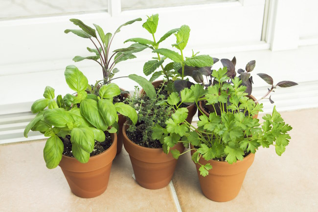 indoor herb gardens