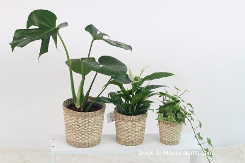 Three Popular Indoor Plants indoor house plants