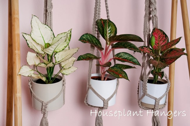 Houseplants in Macrame Plant Hangers indoor plant hangers, hanging houseplants