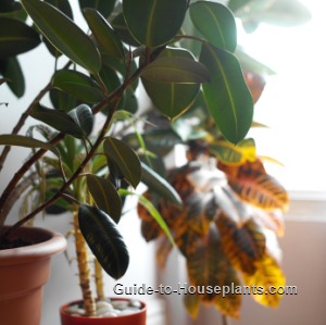 Indoor Trees Small Tropical And Flowering Indoor Trees