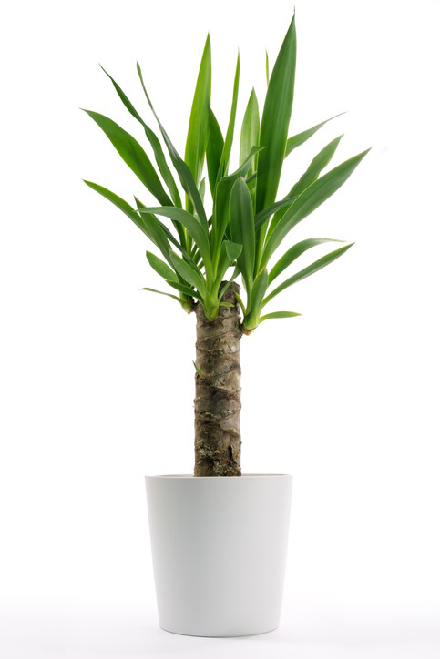yucca plant care, indoor yucca plant, yucca cane