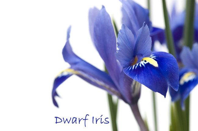dwarf iris, iris reticulata