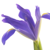 iris