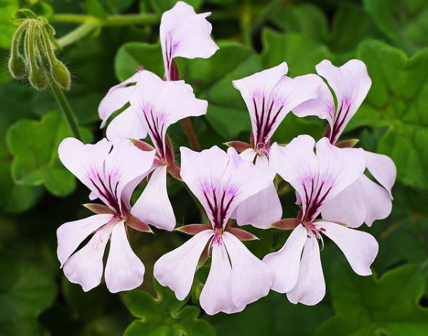 ivy geranium, Pelargonium peltatum