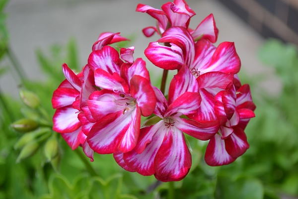 ivy geranium, Pelargonium peltatum