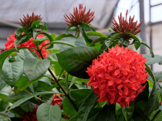 Gorgeous Ixora Flowerheads ixora coccinea, jungle geranium