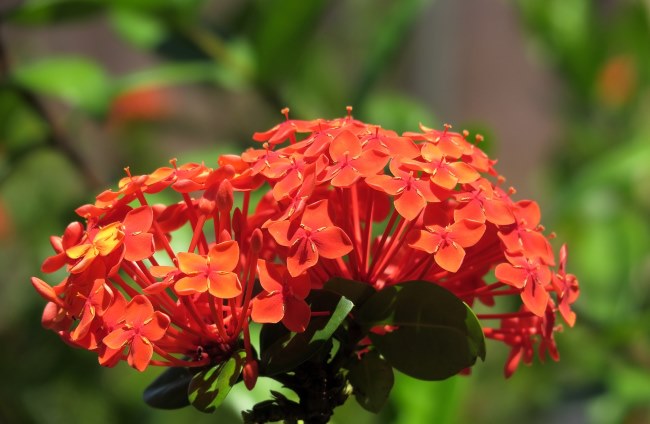 Red Ixora Coccinea in Bloom ixora coccinea, ixora flowers