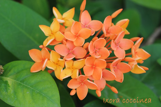 Orange Flowers of Ixora Coccinea Plant Ixora Coccinea