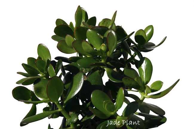 Jade Plant Jade Plant