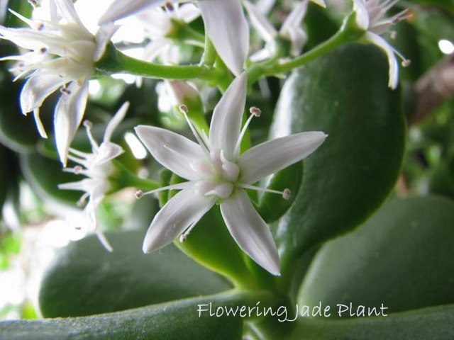 Flowering Jade Plant
