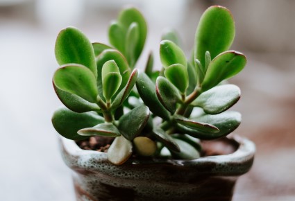 jade plant, crassula