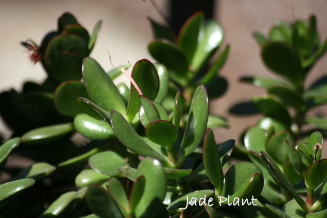 Jade Care: How to Grow Crassula Ovata Indoors