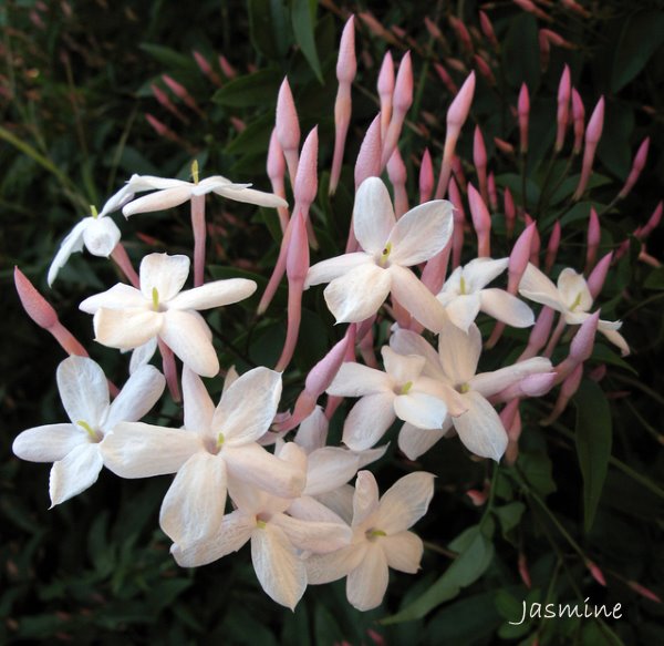 jasmine, perennial flowering vine