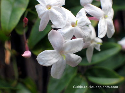White Jasmine Flowers jasmine plant, chinese jasmine, jasmine flowers
