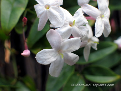 jasmine plant, chinese jasmine, jasmine flowers