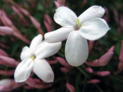 jasmine plant, chinese jasmine, jasmine houseplant