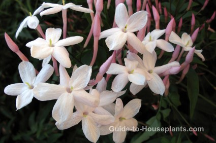 jasmine plant, winter jasmine, chinese jasmine, growing jasmine indoors, jasmine houseplant, fragrant houseplant