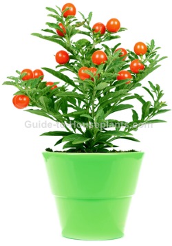 Jerusalem Cherry Plant Care Solanum Pseudocapsicum Jerusalem Cherry Plant Care Solanum Pseudocapsicum