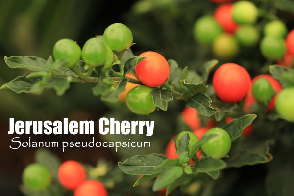 Jerusalem Cherry Close-Up