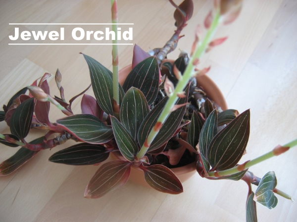 Jewel Orchid Care: How to Grow Ludisia Discolor Indoors