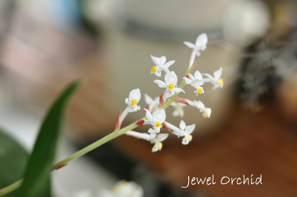драгоценная орхидея